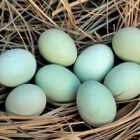 【30枚】绿壳鸡蛋礼品新鲜草鸡蛋土鸡蛋苏北绿皮鸡蛋青壳乌鸡蛋